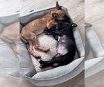 Small #2 American Staffordshire Terrier Mix
