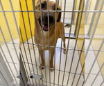 Small #2 Rhodesian Ridgeback