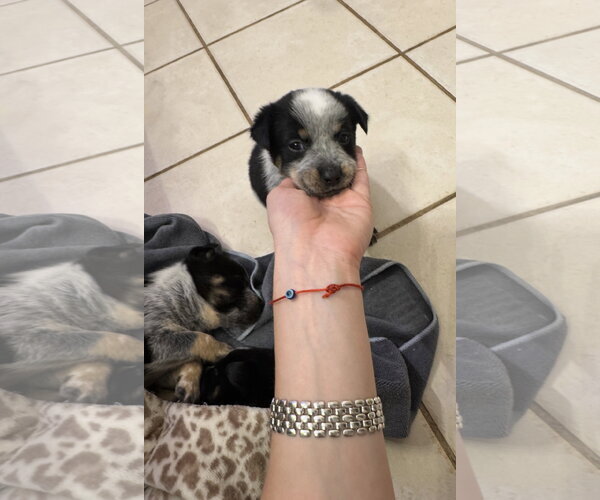 Medium Photo #5 Mutt Puppy For Sale in Sebec, ME, USA