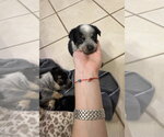 Small #4 Mutt