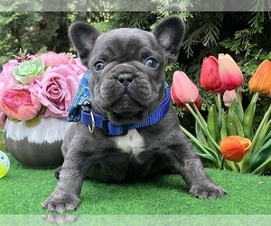 French Bulldog Puppy for sale in BOSTON, MA, USA
