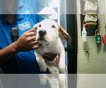 Small American Pit Bull Terrier Mix