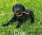 Puppy 3 Labrador Retriever
