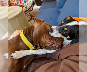 Pete - Male Jack Russell Terrier-Unknown Mix Dog for Adoption - Photo #3