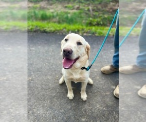 Labrador Retriever Puppy for sale in POUND, VA, USA