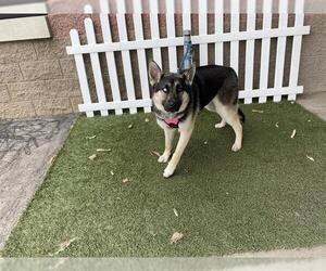 German Shepherd Dog Dogs for adoption in Modesto, CA, USA