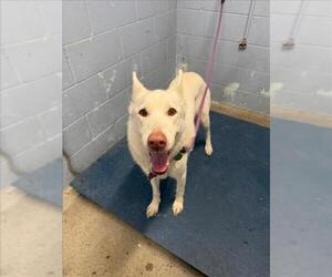 German Shepherd Dog Dogs for adoption in Woodland, CA, USA