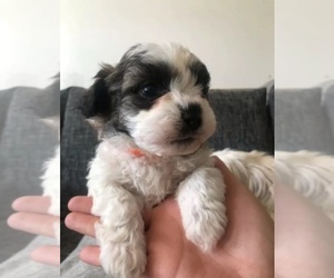 Mal-Shi Puppy for sale in LANSING, MI, USA