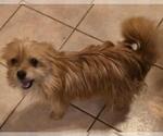 Small #2 Pomeranian Mix