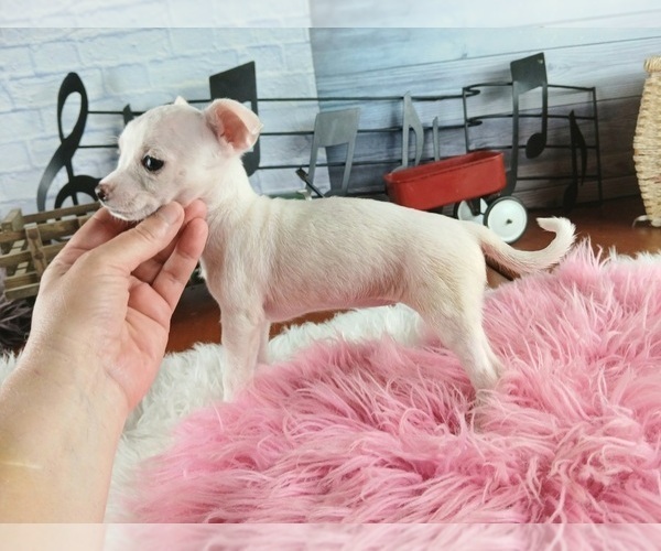 Medium Photo #5 Chihuahua Puppy For Sale in CARTHAGE, TX, USA