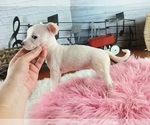 Small #4 Chihuahua