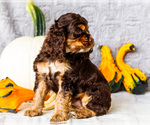 Small Photo #33 Cocker Spaniel Puppy For Sale in WAKARUSA, IN, USA