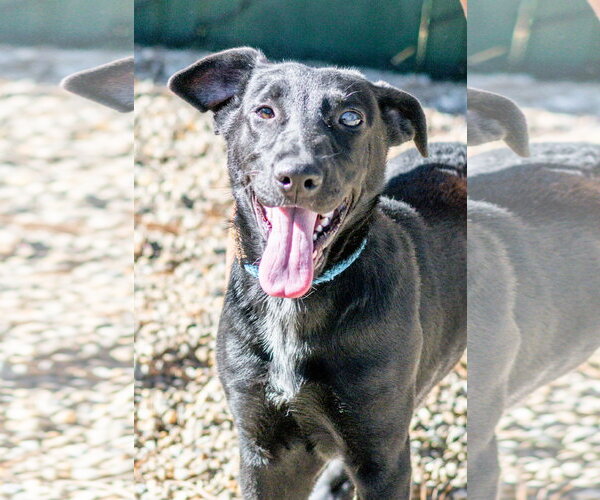 Medium Photo #7 Labrador Retriever-Unknown Mix Puppy For Sale in Hilton Head, SC, USA