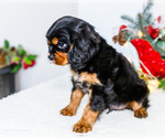 Small #3 Cavalier King Charles Spaniel