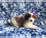 Small #6 Cavapoo