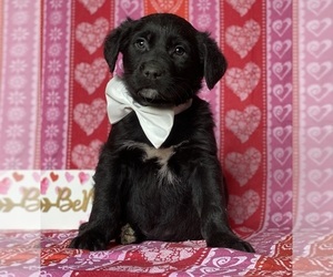 Anatolian Shepherd-Golden Retriever Mix Puppy for sale in LANCASTER, PA, USA