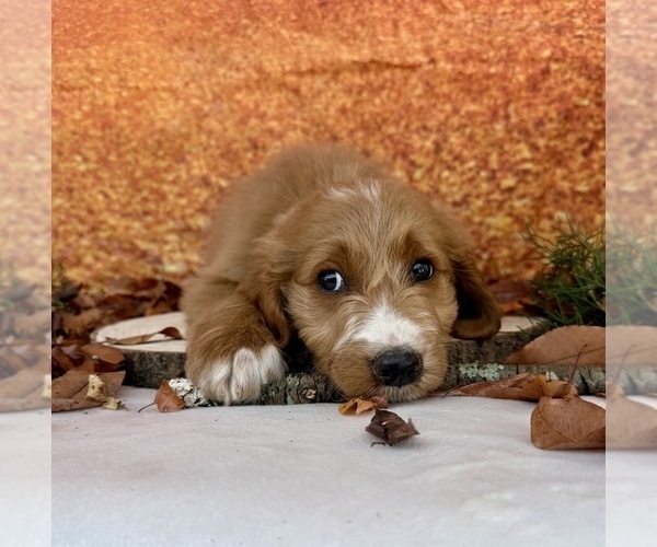 Medium Photo #7 Goldendoodle Puppy For Sale in OCALA, FL, USA