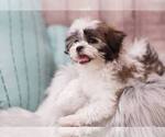 Small Photo #1 Mal-Shi-Unknown Mix Puppy For Sale in FULLERTON, CA, USA