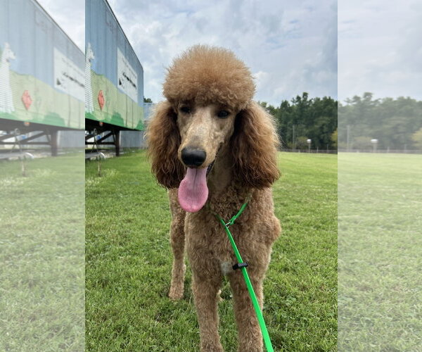 Medium Photo #1 Poodle (Standard) Puppy For Sale in Pacolet, SC, USA