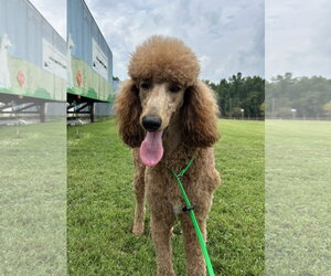 Poodle (Standard) Dogs for adoption in Pacolet, SC, USA