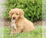 Small #2 Miniature Labradoodle