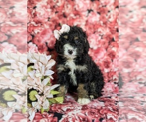 Miniature Bernedoodle Puppy for sale in OXFORD, PA, USA
