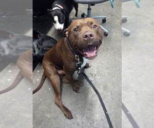 American Pit Bull Terrier Dogs for adoption in Evansville, IN, USA