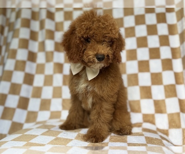 Medium Photo #2 Cock-A-Poo Puppy For Sale in LAKELAND, FL, USA