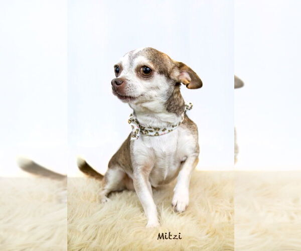 Medium Photo #2 Chihuahua Puppy For Sale in Hot Springs Village, AR, USA