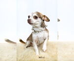 Small #1 Chihuahua