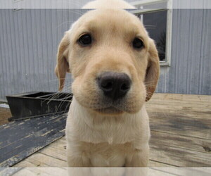 Labrador Retriever Puppy for sale in HUDSON, MI, USA