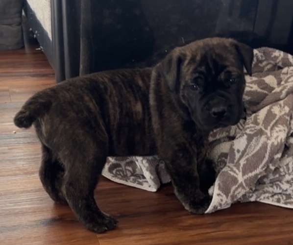 Medium Photo #30 Boerboel Puppy For Sale in WASILLA, AK, USA