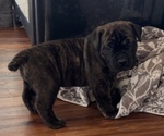Small Photo #30 Boerboel Puppy For Sale in WASILLA, AK, USA