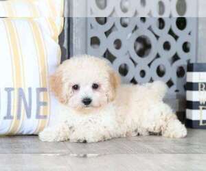 Poochon Puppy for sale in MOUNT VERNON, OH, USA