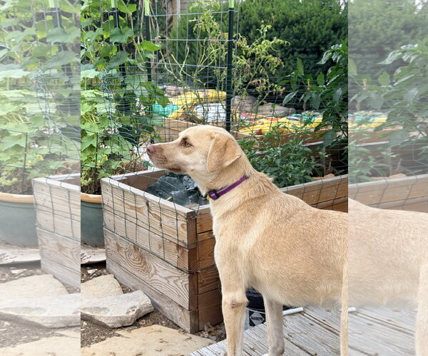 Medium Photo #12 Labrador Retriever-Unknown Mix Puppy For Sale in Sandy, UT, USA