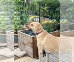 Small #11 Labrador Retriever Mix