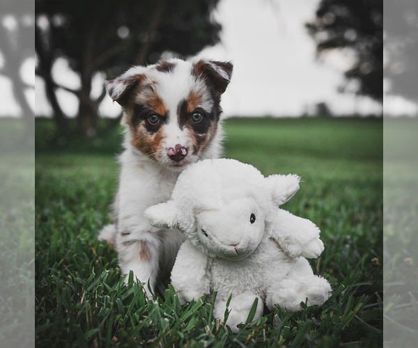 Medium Photo #58 Border Collie Puppy For Sale in STRAFFORD, MO, USA