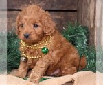 Small #4 Cavapoo