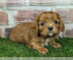 Image preview for Ad Listing. Nickname: Louie AKC