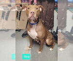 Small #1 American Pit Bull Terrier-Labrador Retriever Mix