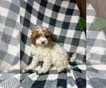 Puppy Chocolate Poodle (Miniature)