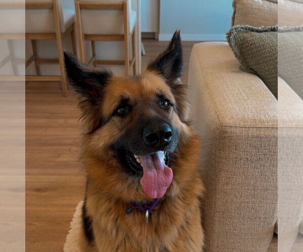 Medium Photo #36 German Shepherd Dog Puppy For Sale in Fargo, ND, USA