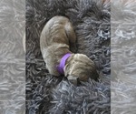 Small #5 Cane Corso