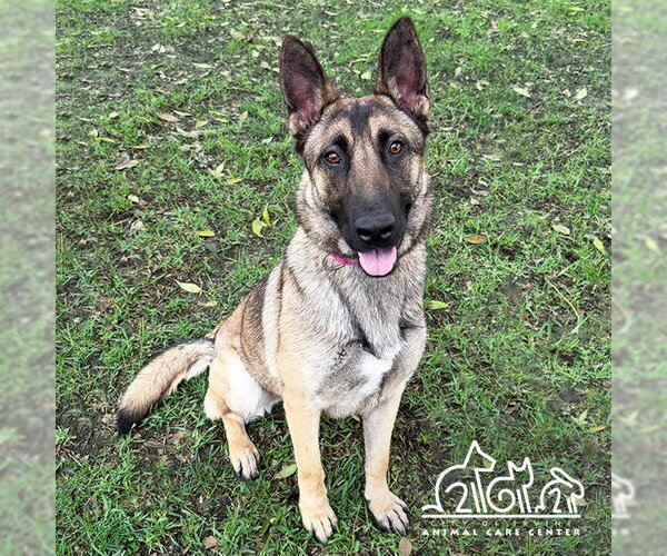 Medium Photo #3 German Shepherd Dog-Unknown Mix Puppy For Sale in Irvine, CA, USA