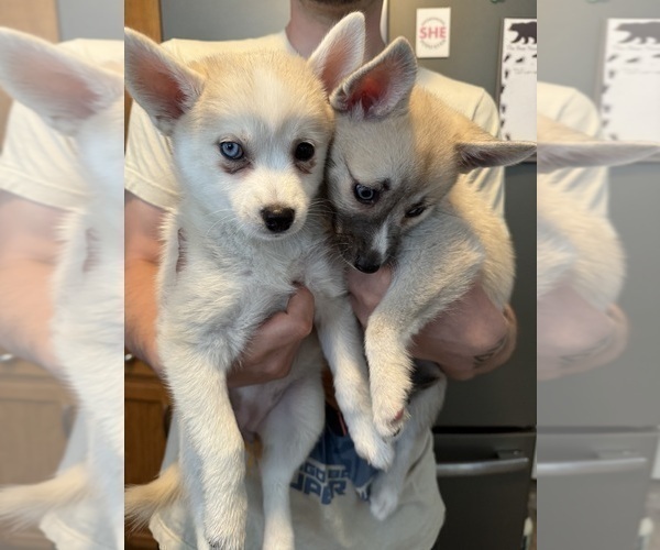 Medium Photo #217 Pomsky Puppy For Sale in LOVELAND, CO, USA