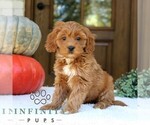 Small Goldendoodle (Miniature)