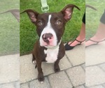 Small #12 American Pit Bull Terrier Mix