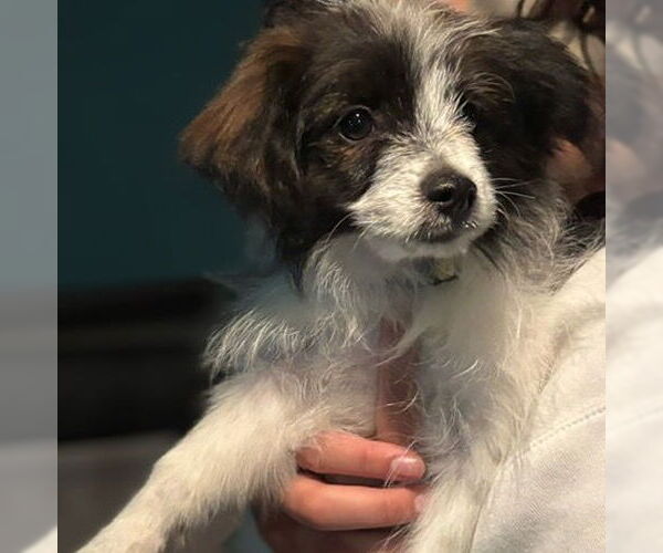 Medium Photo #5 Pomeranian Puppy For Sale in Brooklyn Center, MN, USA