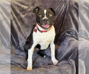 Boston Terrier Dogs for adoption in Albuquerque, NM, USA