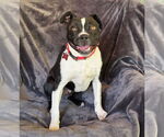 Small Boston Terrier